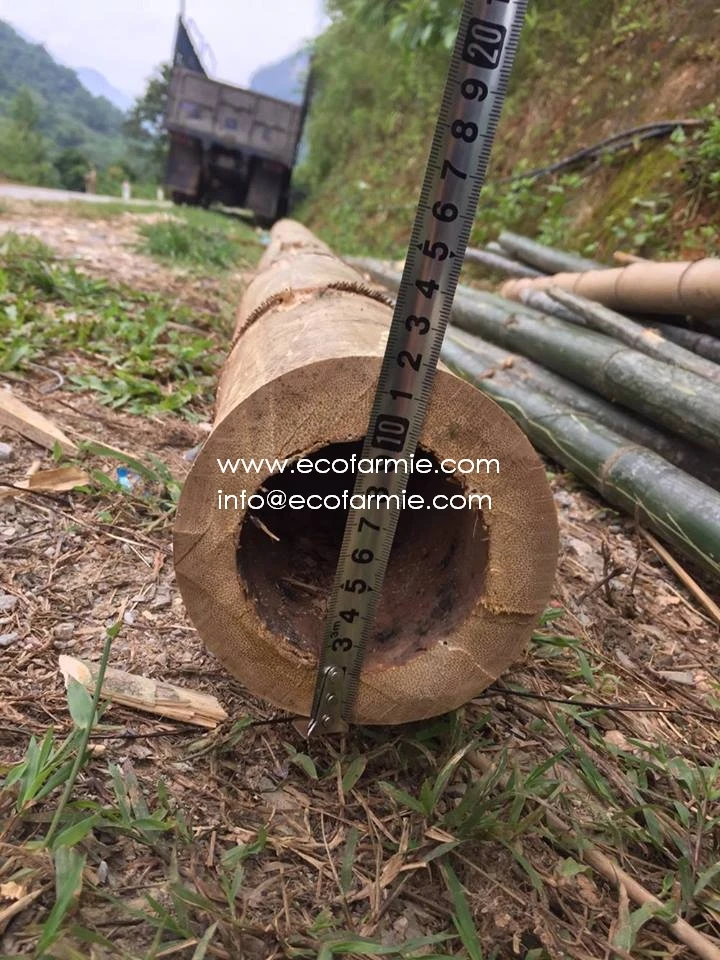 Garden raw dried bamboo Vietnam strong green bamboo poles thickness supplier with best price