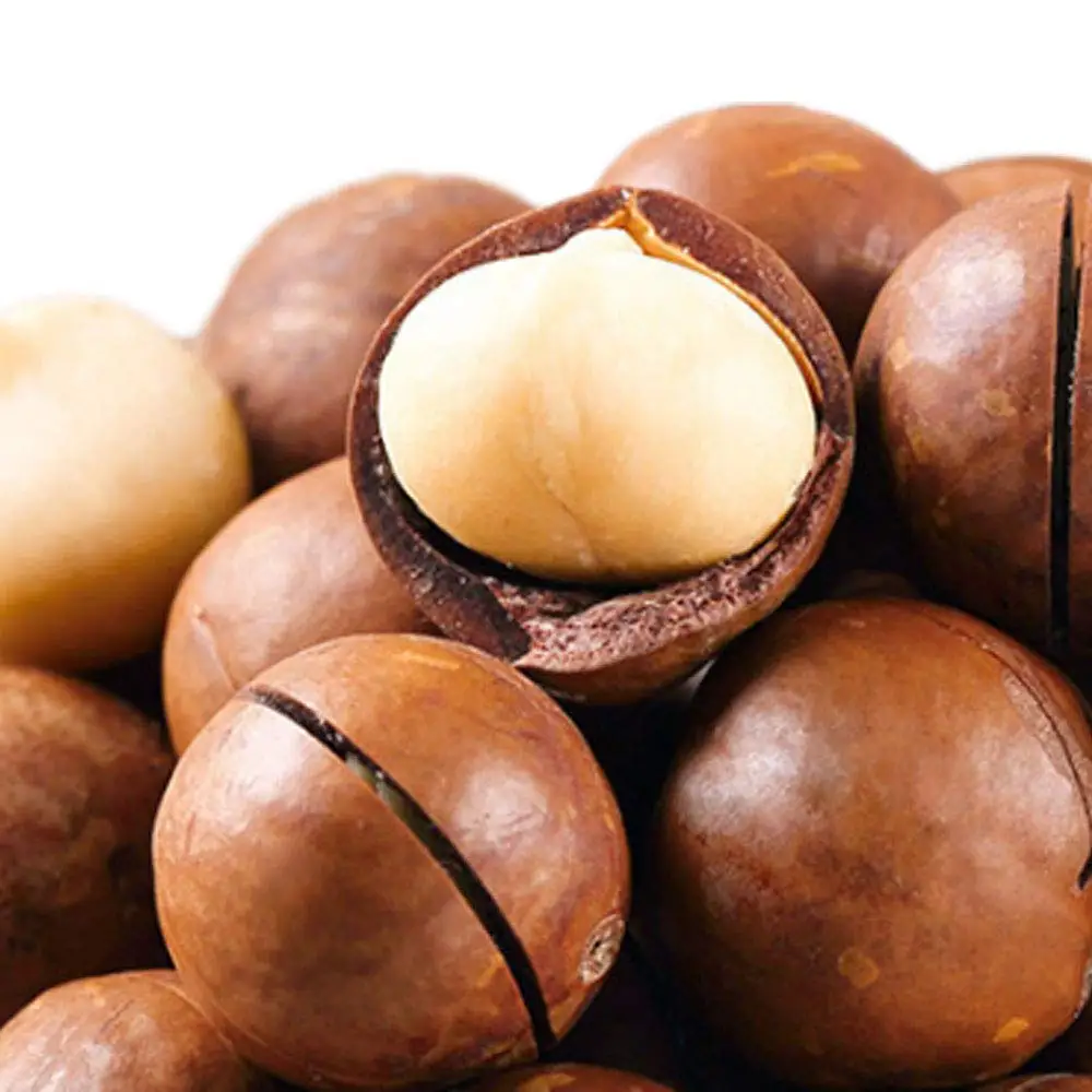 
High Quality Wholesale Raw Dried Macadamia Nuts with Nutritional Value With Factory Price 