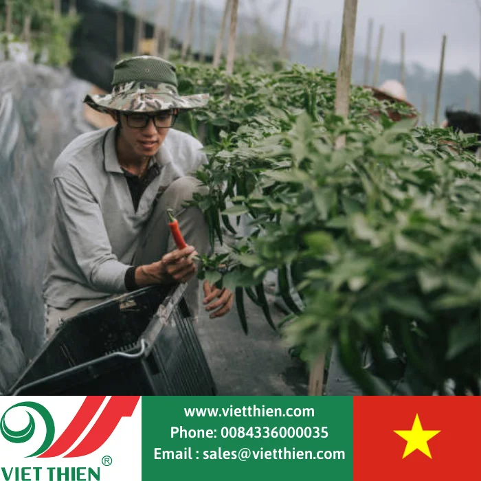 Высококачественный порошок красного чили из Вьетнама сохраняет вкус и качество для приправ еды