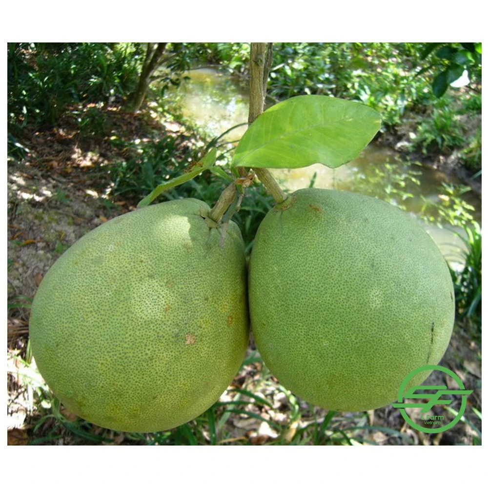 Grapefruit Best Quality Fresh Fruit Pomelo Fresh Fruit Grapefruit Vietnam Healthy Nutritious Fresh Sweet Freshly Picked Pomelo