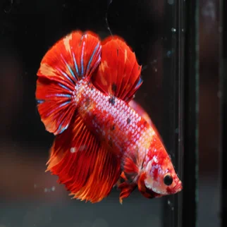 Рыба бета-бета из живой полулуны