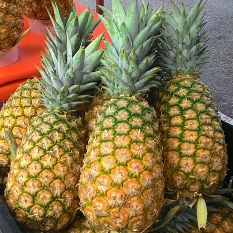 Fresh and Sweet Pineapple from Vietnam / Carefully Packaged and Quick Response / Good Price (Ho Chi Minh Port)