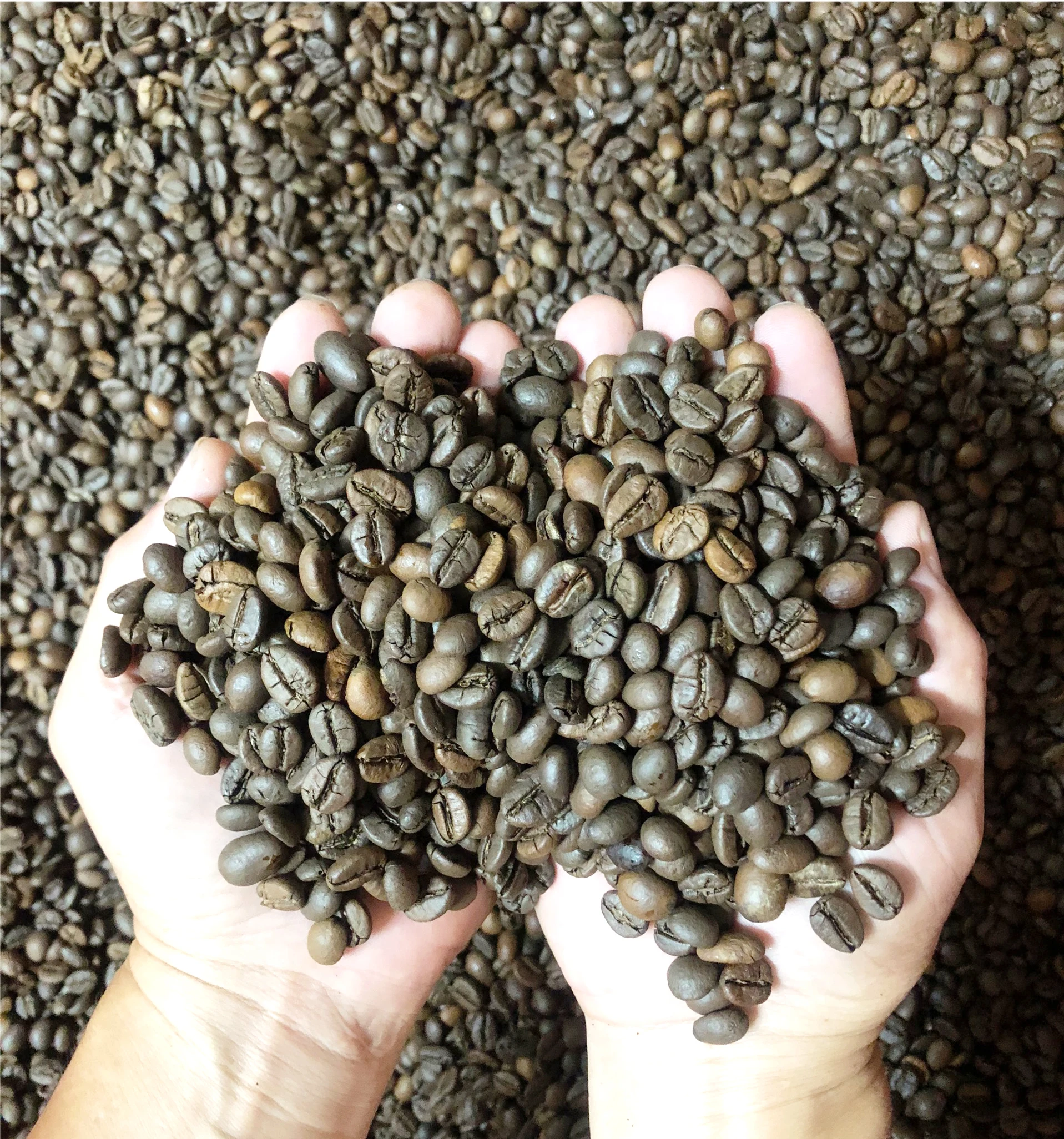 Упаковка в сумке 500gr 12 месяцев срок годности горячего воздуха тип обжарки 100% робуста s18-робуста s18 в зернах из Вьетнама