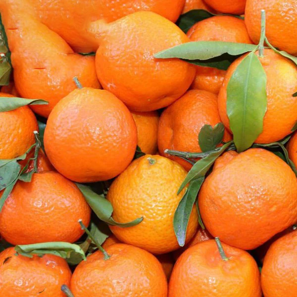 Low Best Price For Fresh Orange Fruit Wholesale Valencia Navel Orange