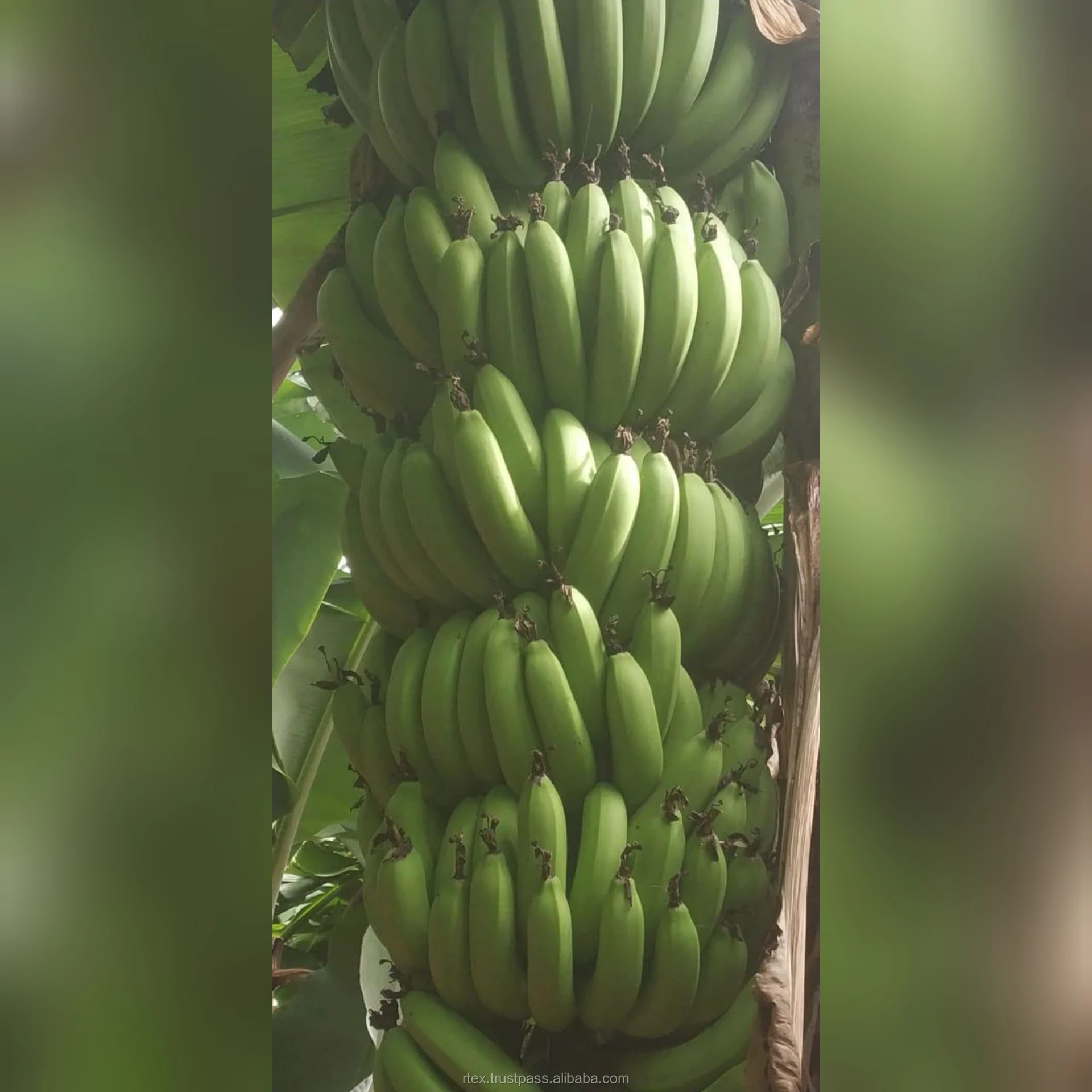 
Fresh Long Green Cavendish Bananas from India 