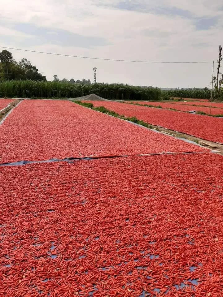 Сушеный красный чили/красный перец из Gimex Vietnam