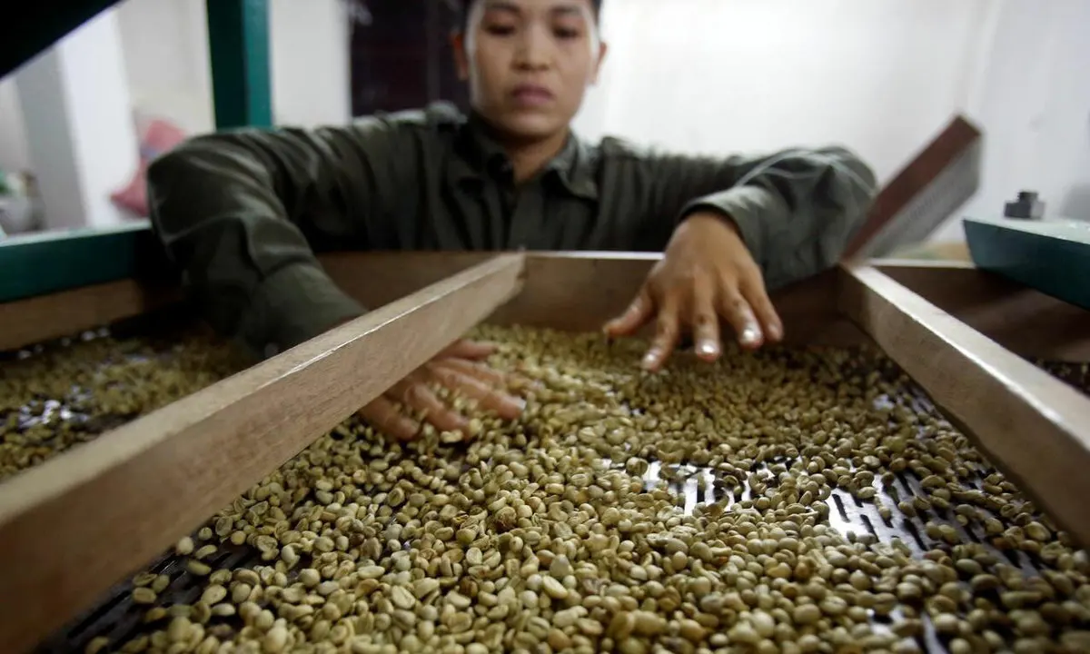 
Wholesale High Quality Coffee From Vietnam - Premium Roast Vietnam Coffee Bean 