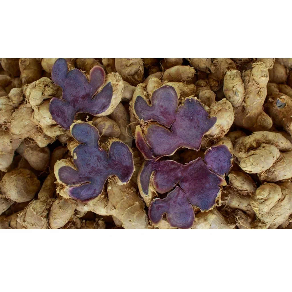Black ginger Kaempferia Parviflora for Medicine Usage from Vietnam