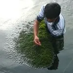  Морской виноград/спиральные водоросли высокого качества 100% натуральный из океана Вьетнам