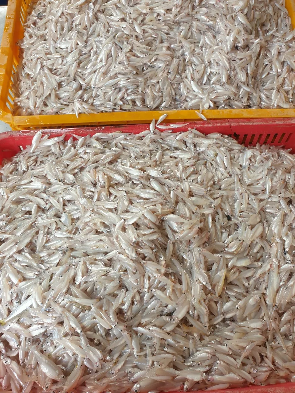Wholesale Frozen Anchovy /  RIVER ANCHOVY Corica Soborna With High Quality From Vietnam