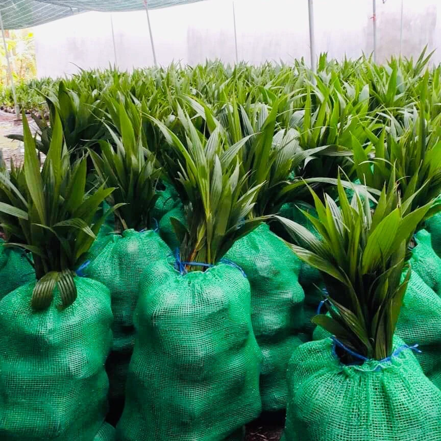 
Рассады кокосового дерева из Вьетнама/рассады кокосовой пальмы WHATSAPP + 84 896611913 