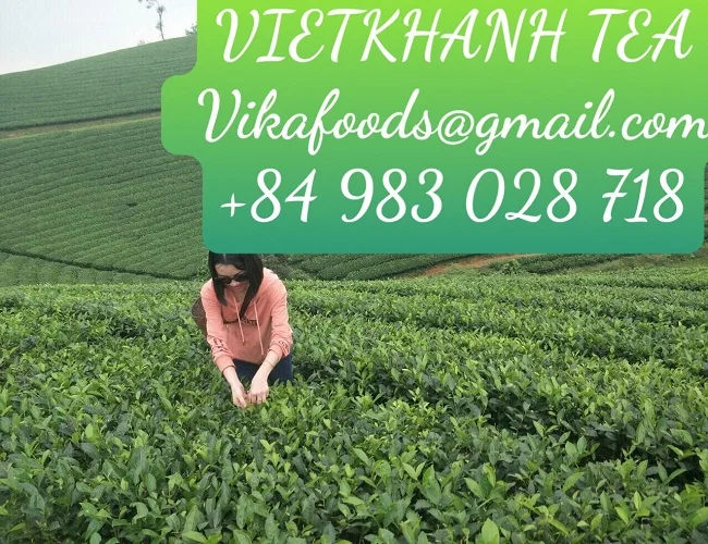
Green tea/black tea/slimming tea with best price and top quality ( Viet khanh tea) vikatea(dot)com. 