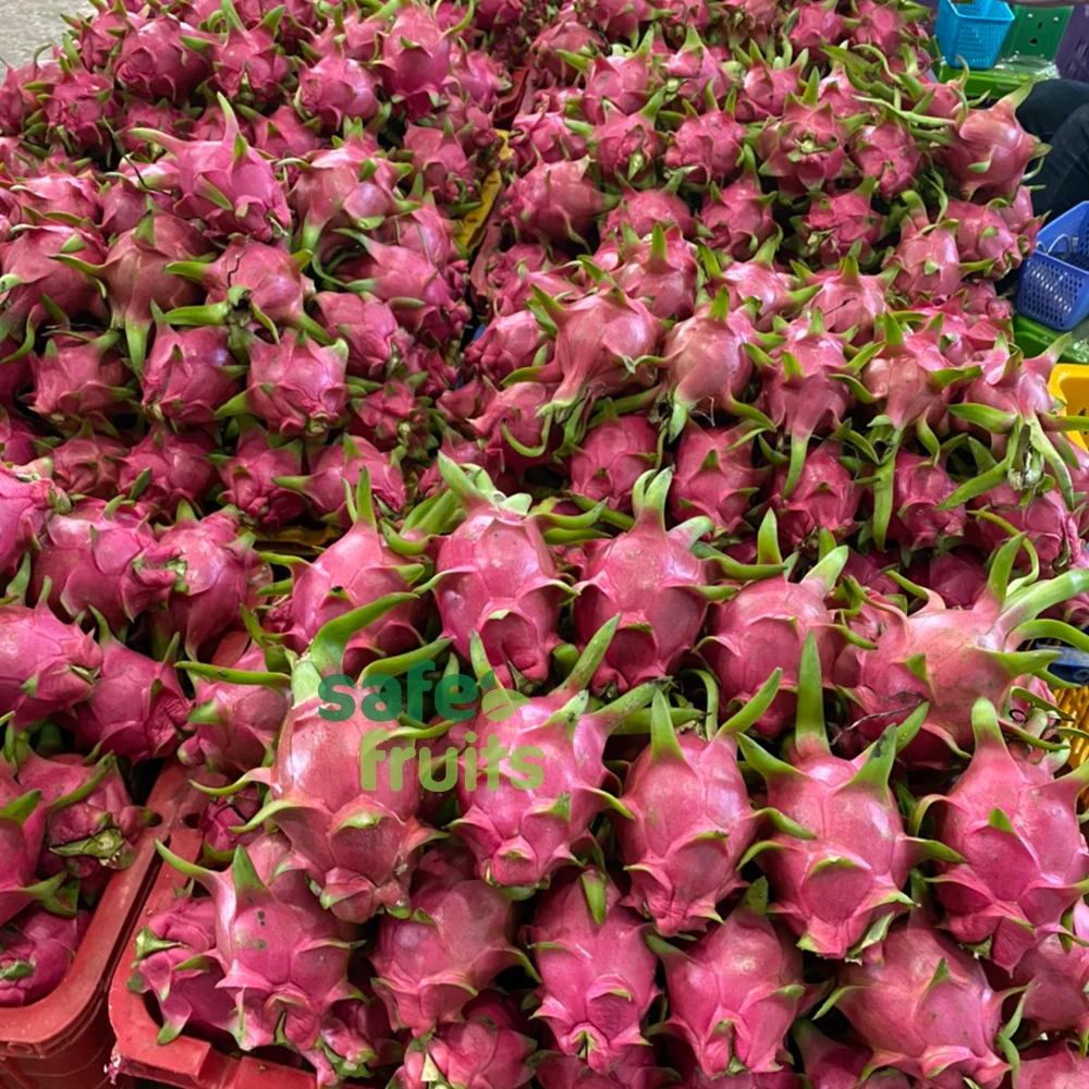 Best Product Organic Red/White Fresh Dragon Fruit High Quality Dragon Fruit Specially Export to China Best Dragon Fruit Vietnam