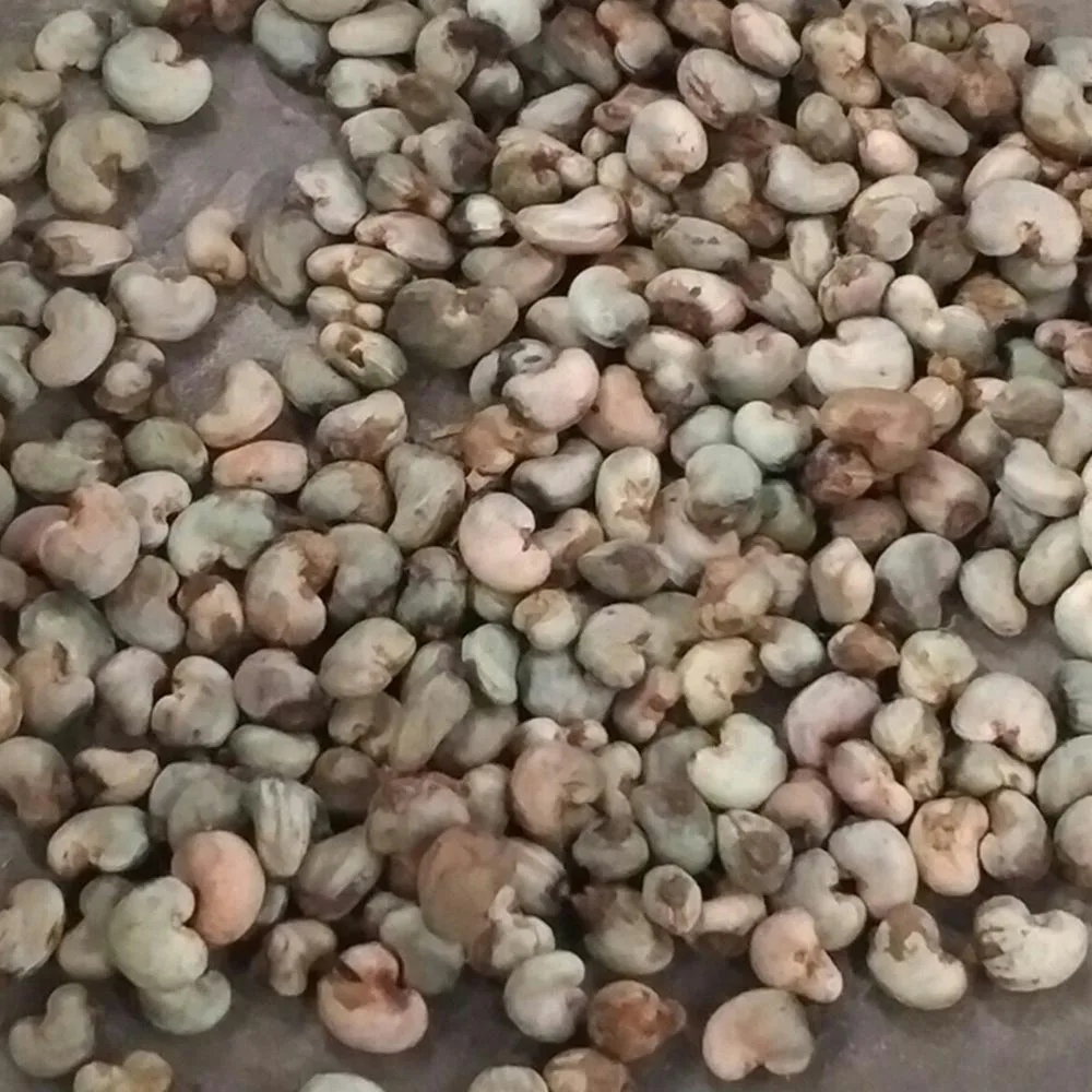 Vietnam Professional Raw Cashew nuts provider (Ho Chi Minh Port) Natural Cheap New Raw cashew nuts every season
