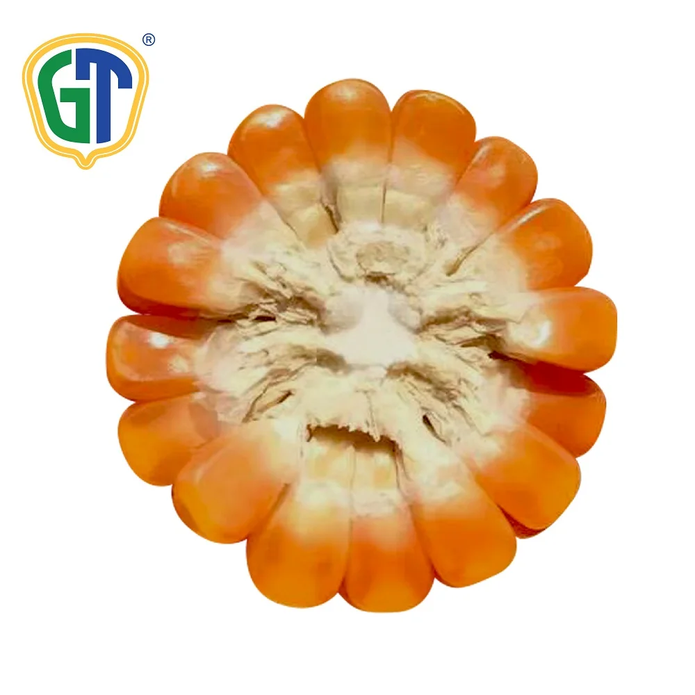 GT722 Very High Yield High Shelling Percentage F1 Hybrid Corn Seeds/Maize Seeds With Phytosanitary Certification From Thailand