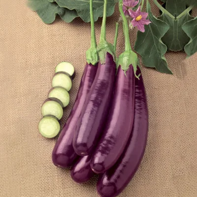 
EGGPLANT / FRESH PURPLE EGGPLANT / PURPLE FRUIT [Edna +84 919 04 5050] 