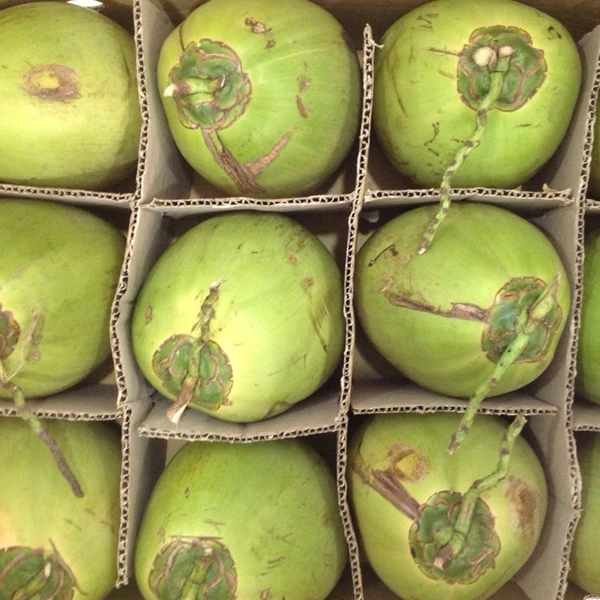 Young Green Xiem Coconut From Viet Nam