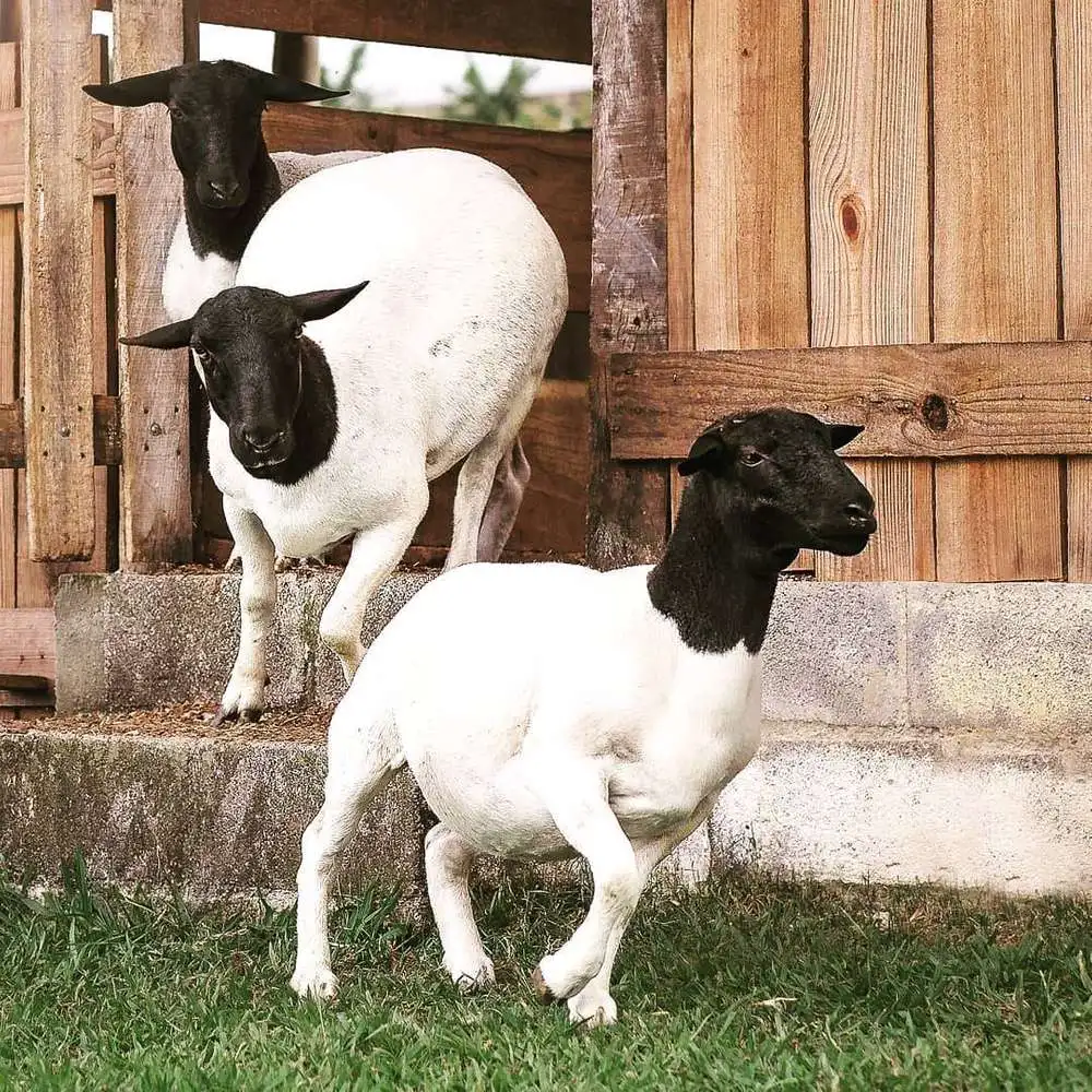 Dorper sheep for sale