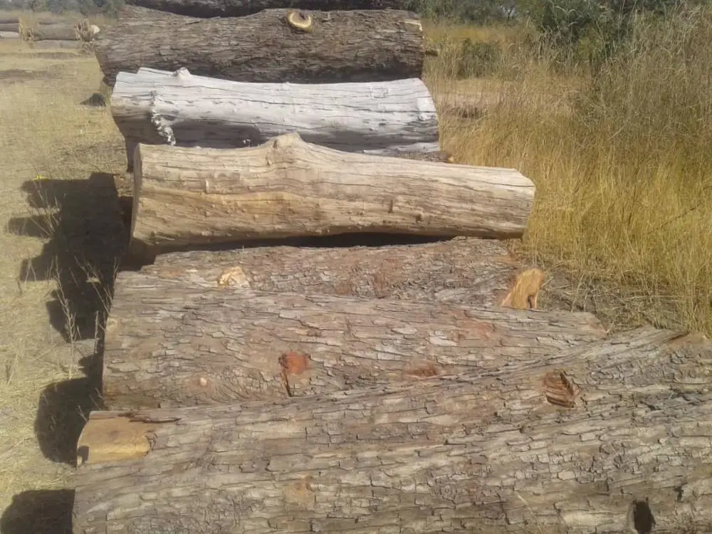 Vaneer White oak logs for timber