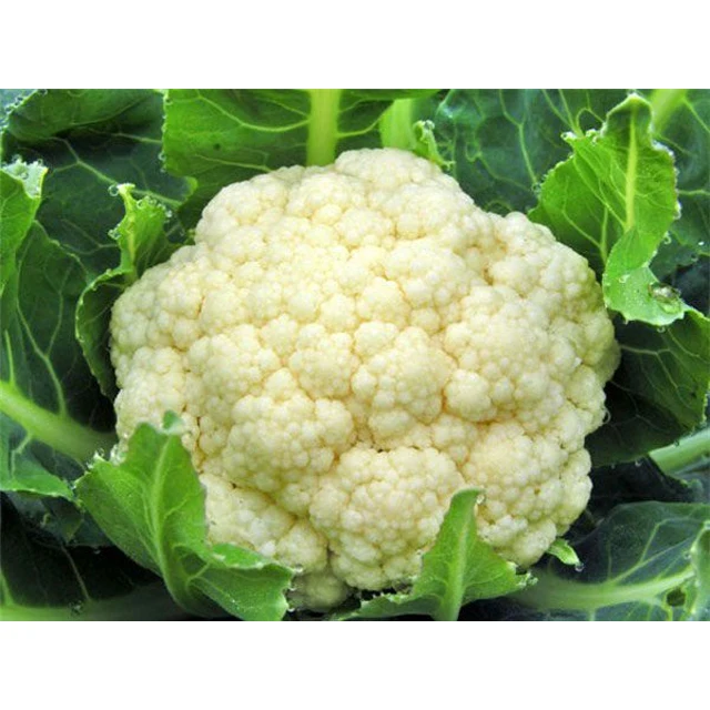 Cauliflower High Quality South Africa Product