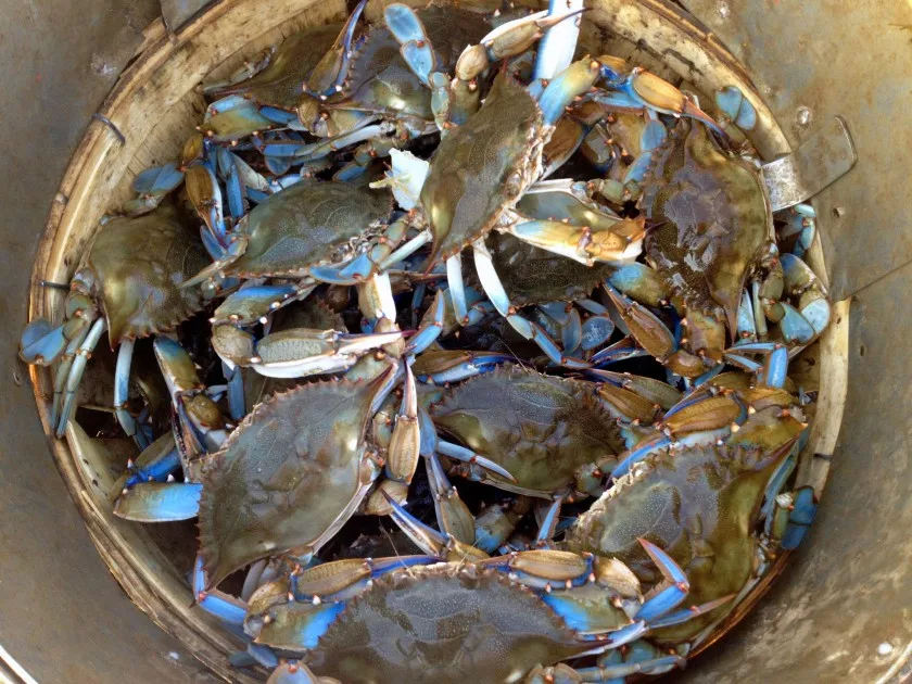 Frozen and Live Crabs / Blue Swimming Crabs  / Live Mud Crab Whole Round