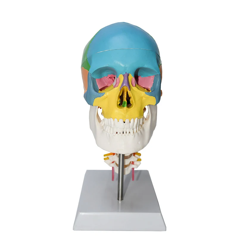color skull with cervical spine human skeleton model skull  Anatomical 1:1 Colorful Human Skull Model With Cervical Vertebra