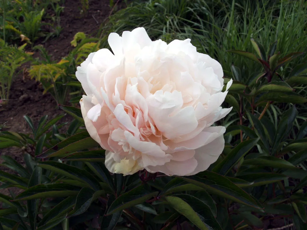 Оптовая продажа свежие настоящие цветы Высококачественные режущие