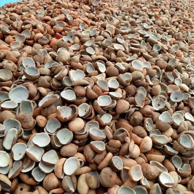 Copra / Dried Coconut Origin Indonesia
