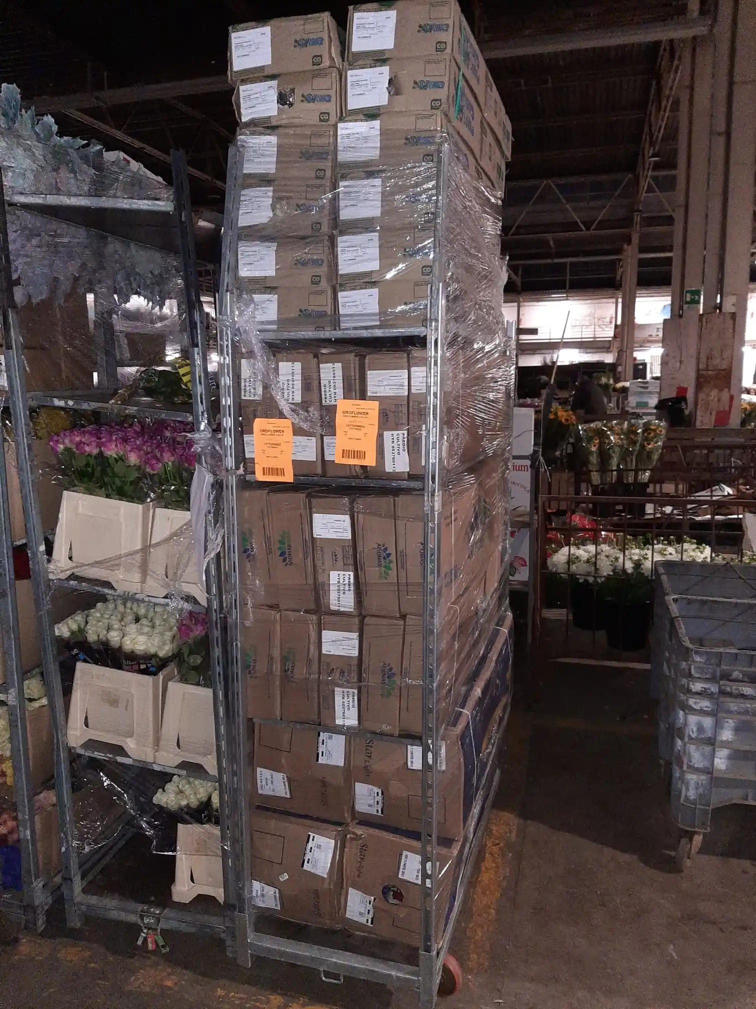 Super fresh cut ortenisa finest quality premium size (20/21) cm SCHOKING BLU fresh flowers hydrangea decorative flowers