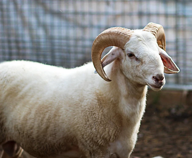 
Fat Tail Awassi Sheep 