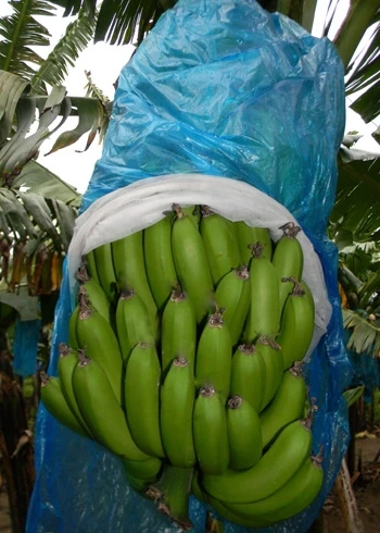 Сладкий и мягкий зеленый свежий банан кавендиш супер богатый витамин для здоровья