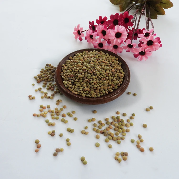 READY 25Kg 8mm Healthy Canadian Whole Green Lentils Bags / Best Green Lentils Wholesale Suppliers/Where To Buy Green Lentils