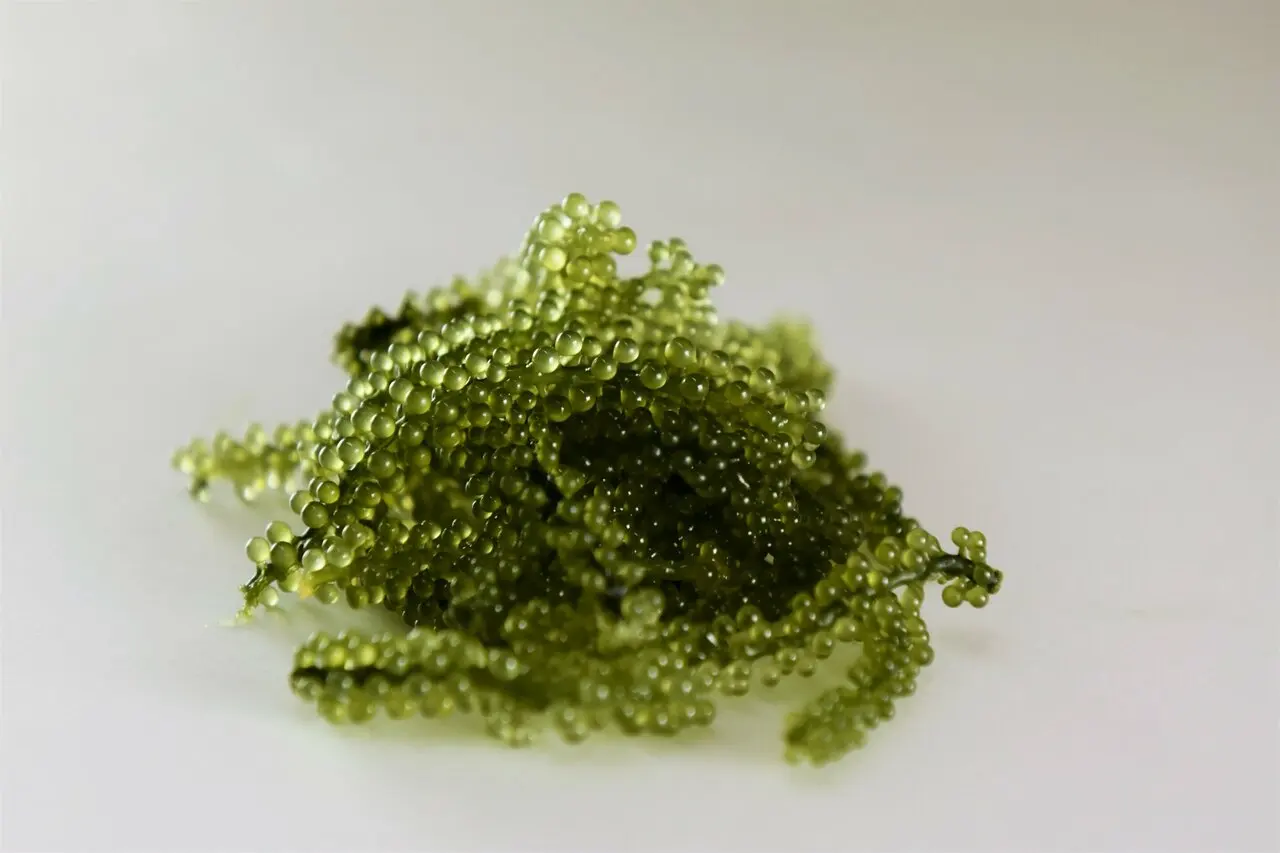  Высококачественная свежая морская Икра Премиум-качества/соленая Икра/дегидратированная зеленая W/A + 84 90 335 49 81 (Kim)