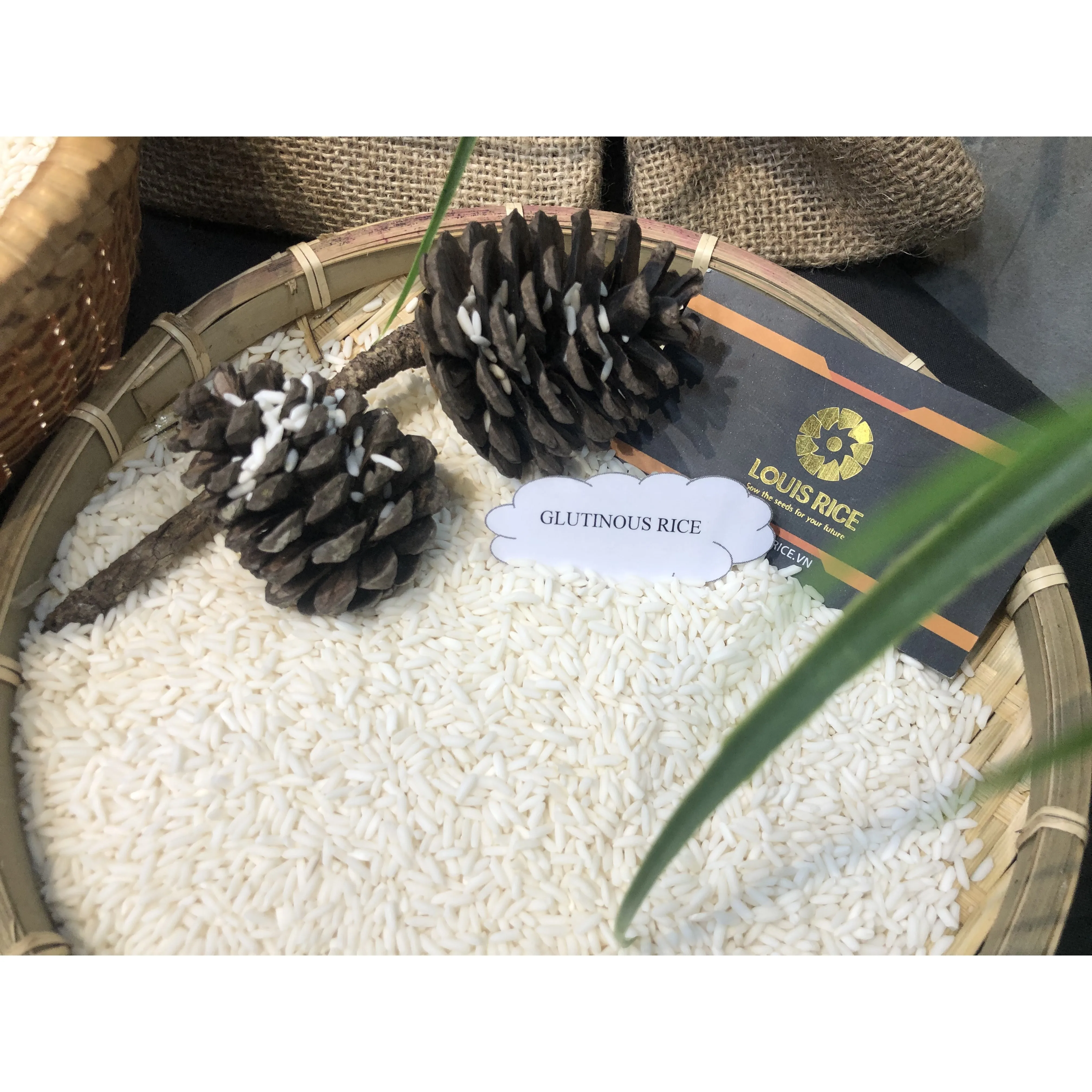 Top sellers Long An glutinous rice 10% broken