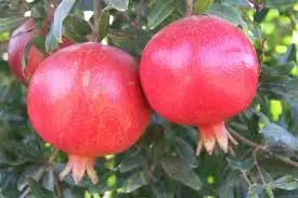 Свежий гранат вкусный высококачественный свежий гранат для продажи натуральный Тип Египет