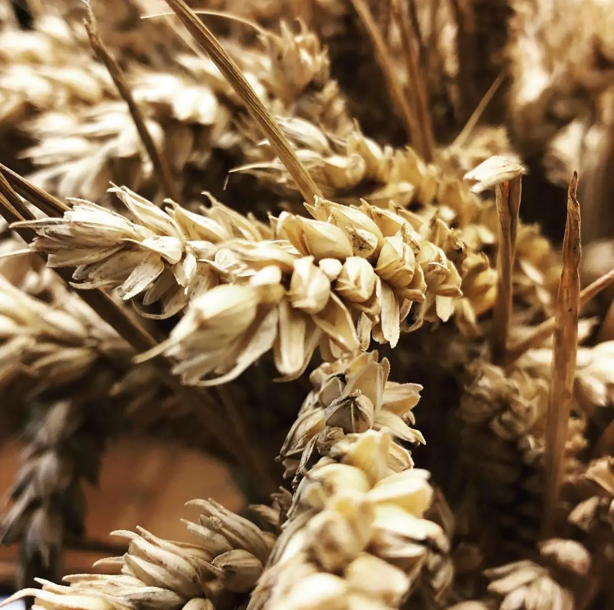 Affordable price Top selling dried wheat grain