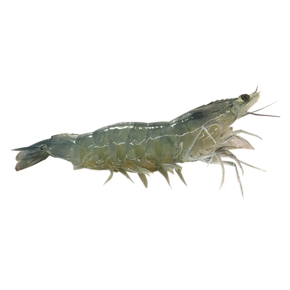 Best Seller Vannamei Shrimp Made In Vietnam and high quality vannamei shrimp (Thailien company Ms Fiona:+84908794118)