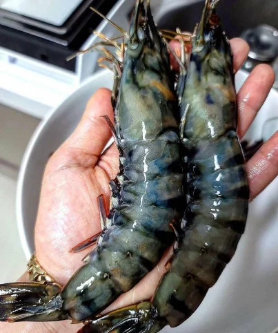 Замороженные Черные Тигровые Креветки класса А натуральные морские рыбалки целая часть стандарт экспорта (мисс Деми: WhatsApp + 84 961 733 400)