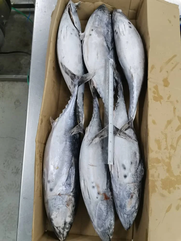 24 Months Shelf Life 0.05% Max. Moisture BQF Freezing Process Whole Round Bonito Tuna From Malaysia
