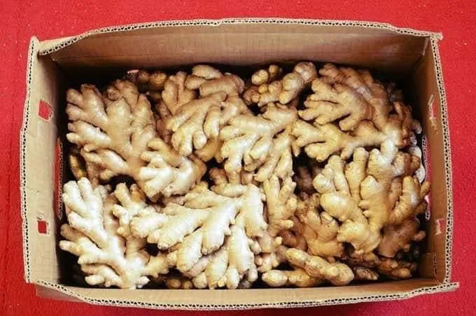 fresh ginger for export edible organic sells with best price recent crops