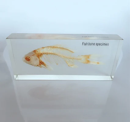 Образцы животных и растений, Обучающие ресурсы, морской организм, кристалл, встраиваемый образец таксидермистой рыбы
