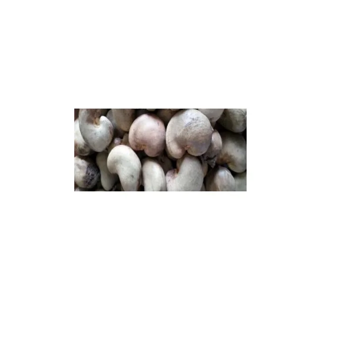 Fresh RAW CASHEW NUTS High Quality Ready to Ship