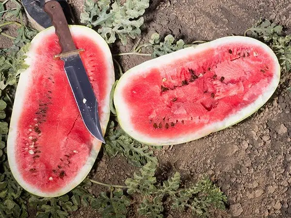 
WHOLESALE FRESH WATERMELON 