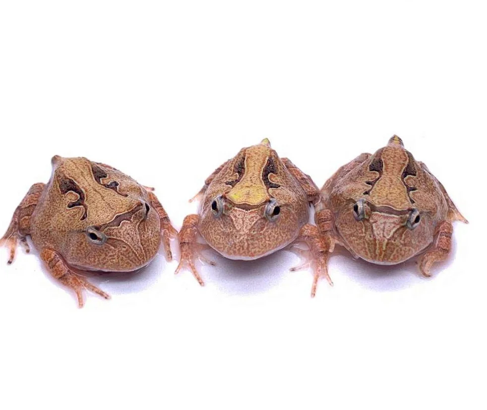 
Farm bred Red Ceratophrys cornuta South American Pacman frog For sale 