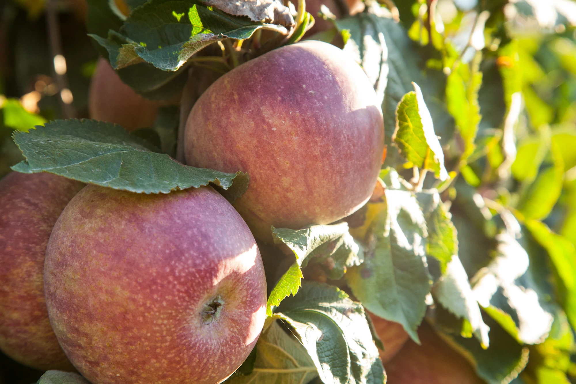  Свежие яблоки fuji с красной звездой для оптовой продажи