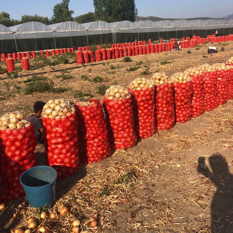 Different sizes of fresh yellow onion
