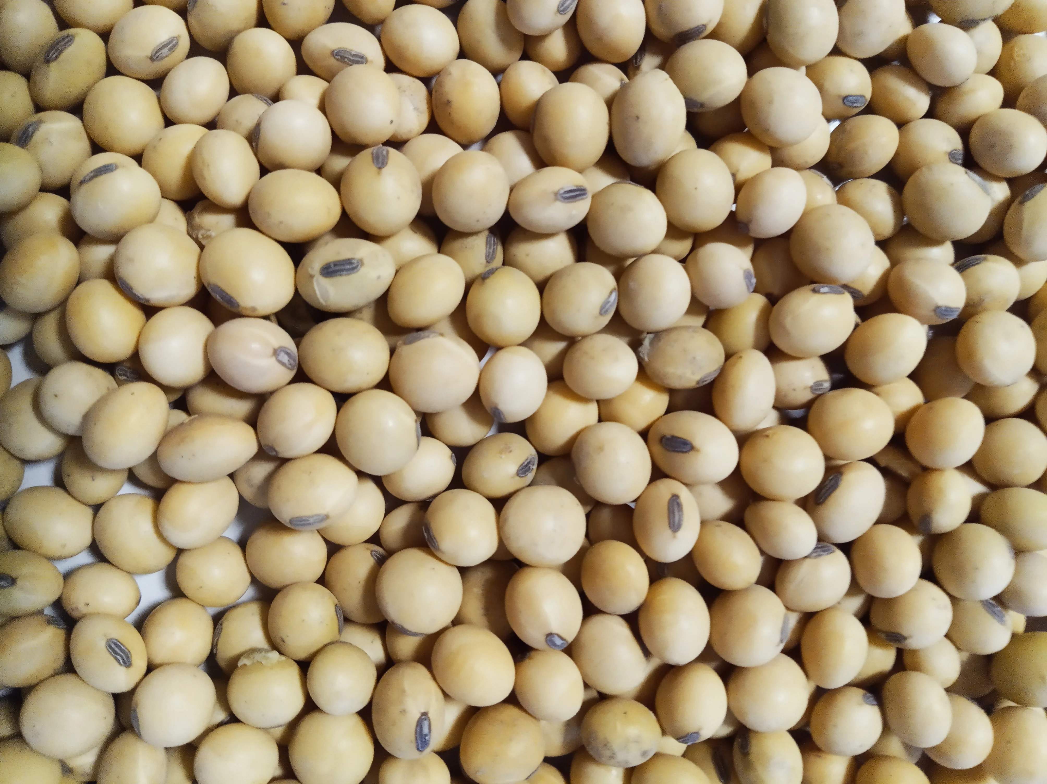 Excellent NON GMO Soybean from Argentina