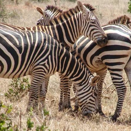 2 дня, 1 ночь, Восточный национальный парк тзавио