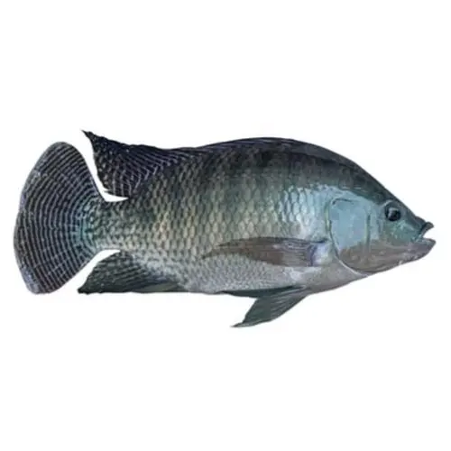 Seafoods And Frozen Food Exporter Whole
