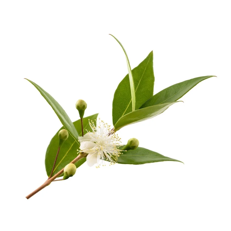 100% Pure and Natural High Quality Lemon Myrtle Essential Oil